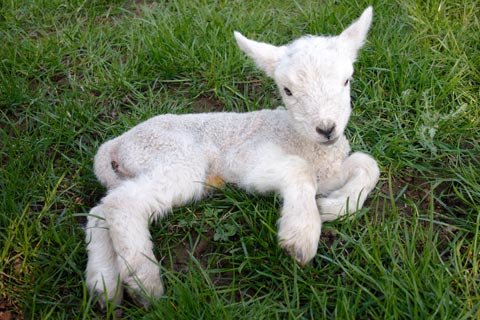 lamb.jpg, 48 KB